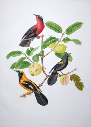 Jean Théodore Descourtilz (1796-1855), Icterus Americanus 46