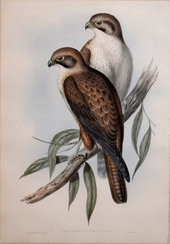 John Gould (1804-1881), Ieracidea Occidentalis