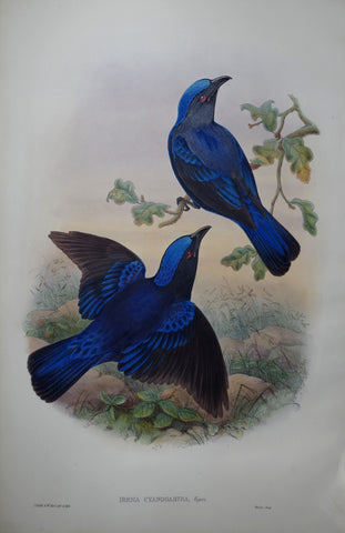 John Gould (1804-1881), Irena Cyanogastra Pl. 173