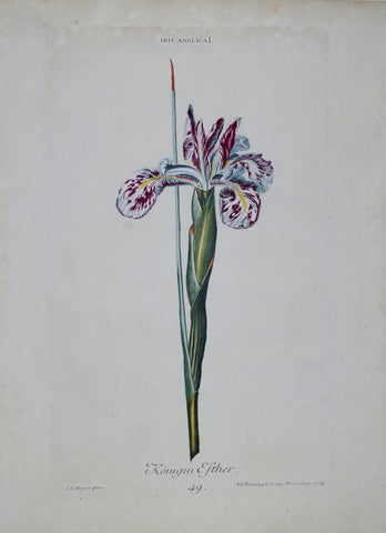 Georg Ehret (1708-1770), Iris Anglica I P49