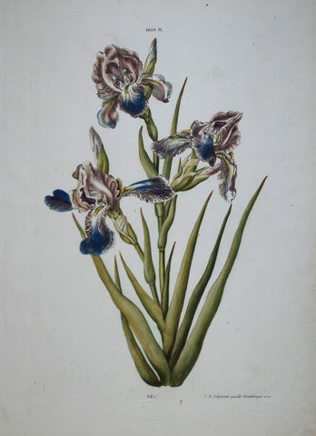 Georg Ehret (1708-1770), Iris II P28