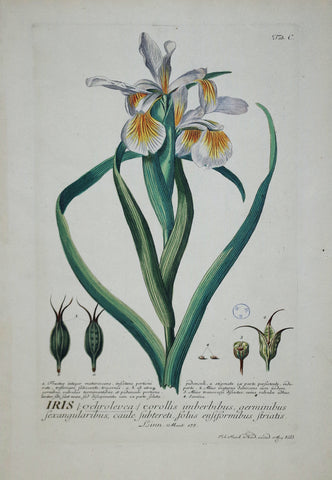 Georg Ehret (1708-1770), Iris Tab C