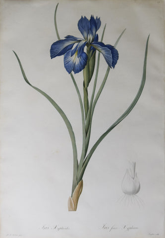 Pierre Joseph Redouté (1759-1840), English iris, Plate 212