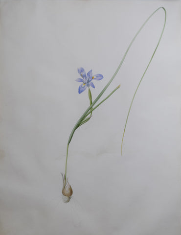 Pierre-Joseph Redouté (Belgian, 1759-1840), “Barbary Nut” Iris sisyrinchium