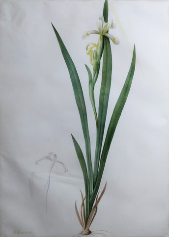 Pierre-Joseph Redouté  (Belgian, 1759-1840), “Butterfly Iris” Iris stenogyna