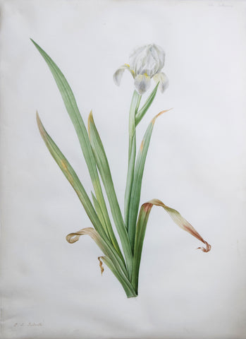 Pierre-Joseph Redouté  (Belgian, 1759-1840), “Dwarf Iris” Iris virescens