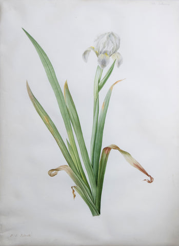 Pierre-Joseph Redouté (Belgian, 1759-1840), “Dwarf Iris” Iris virescens