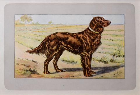 P. Mahler & J.B. Samat, Irish Setter
