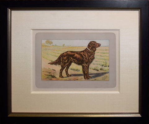 P. Mahler & J.B. Samat,  Irish Setter