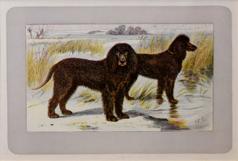 P. Mahler & J.B. Samat, Irish Water Spaniel