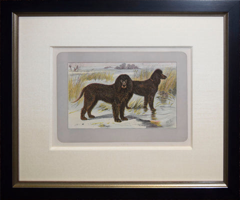 P. Mahler & J.B. Samat, Irish Water Spaniel