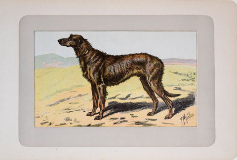 P. Mahler & J.B. Samat, Irish Wolfhound