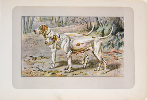 P. Mahler & J.B. Samat, Istrian Short-haired Hound