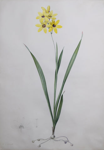 Pierre-Joseph Redouté (Belgian, 1759-1840), “Brownish-yellow Ixia” Ixia fusco-citrina