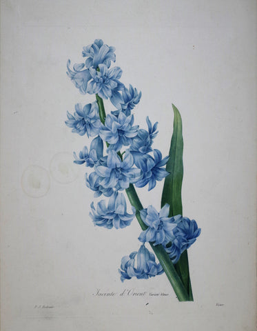 Pierre Joseph Redoute (1759-1840), Jacinte d'Orient variete bleue