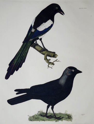 Prideaux John Selby (1788-1867), Jack-daw, Magpie Plt XXXI