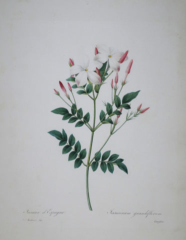 Pierre Joseph Redoute (1759-1840), Jasmin d'Espagne