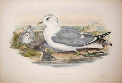 John Gould (1804-1881), Larus Canus, "Common Gull"