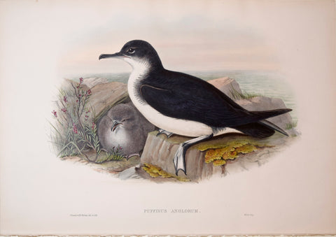 John Gould (1804-1881), Puffinus Anglorum, "Manx Shearwater"