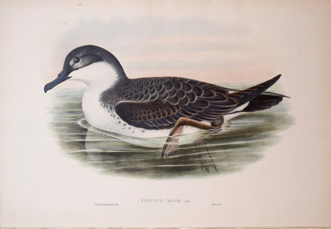John Gould (1804-1881), Puffinus Major, "Great Shearwater"