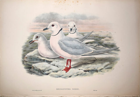 John Gould (1804-1881), Rhodosthethia Rossii