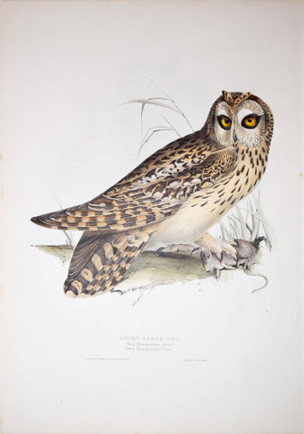 John Gould (1804-1881),  Short-eared Owl
