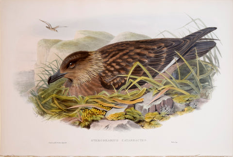 John Gould (1804-1881), Stercorarius Catarractes, "Great Skua"
