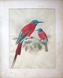 Johannes Geradus Keulemans (1842-1912) and Henry Eeles Dresser (1838-1915), A Monograph of the Meropidae, or Family of the Bee-Eaters