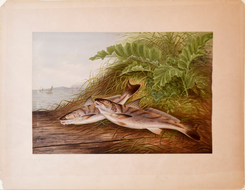 Samuel A. Kilbourne (1836-1881), The Kingfish and The Whiting