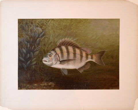 Samuel A. Kilbourne (1836-1881), The Sheepshead