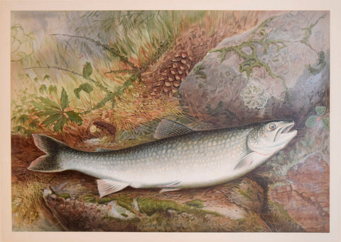 Samuel A. Kilbourne (1836-1881), Lake Trout