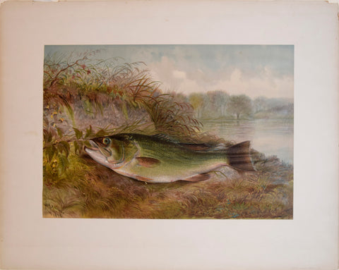 Samuel A. Kilbourne (1836-1881), Large Mouth Bass