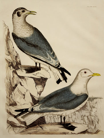 Prideaux John Selby (1788-1867), Kittiwake Plt XCIV