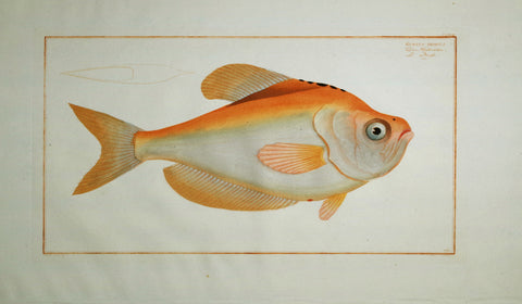 Marcus Elieser Bloch (1723-1799), Kyrtus Indicus (Crooked), Pl CLXIX