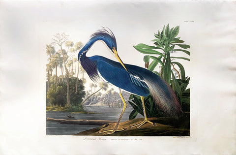 John James Audubon (1785-1851), Plate CCXVII Louisiana Heron