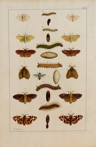 Albertus Seba (1665-1736)  Tab LII [Insects]