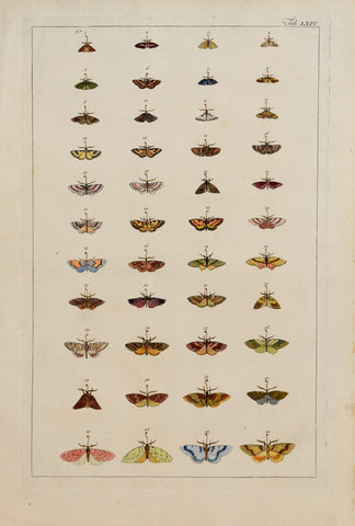 Albertus Seba (1665-1736) Tab LXIV