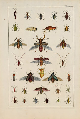 Albertus Seba (1665-1736)  Tab LXXXVIII [Insects]