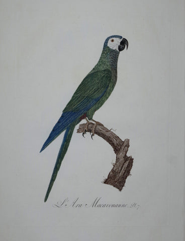 Jacques Barraband (1767-1809), L'Ara Macavouanne Pt 7