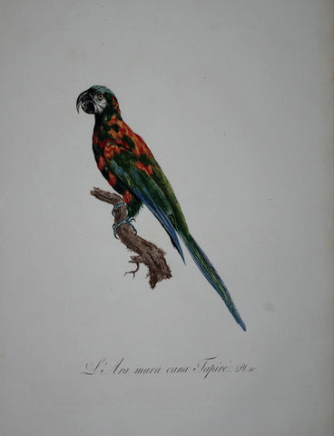 Jacques Barraband (1767-1809), L'Ara Mara Cana Tapire Pt 10