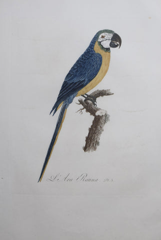 Jacques Barraband (1767-1809),  L'Ara Rauna Pt 3