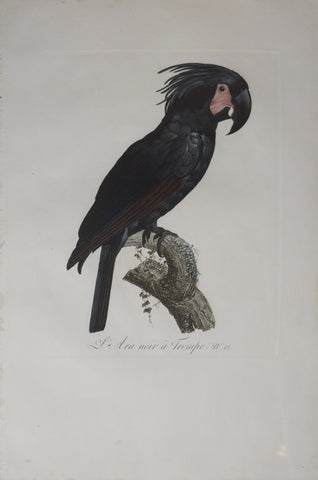 Jacques Barraband (1767-1809), L'Ara Noir a Trompe Pt 12