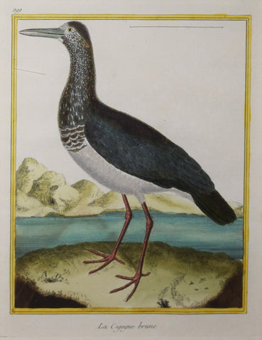 Francois Nicolas Martinet ( b. 1731), La Cigogne brune Pl 399