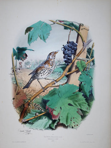 Edouard Travies (1809-1865) La Grive Pl 36