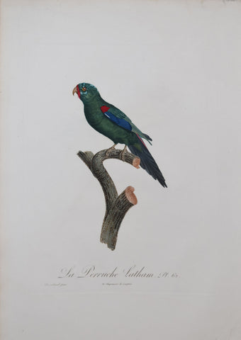 Jacques Barraband (1767-1809), La Perruche Latham Pt 62
