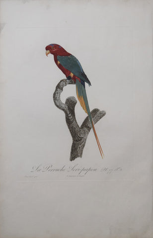 Jacques Barraband (1767-1809), La Perruche Lori-papou Pt 77