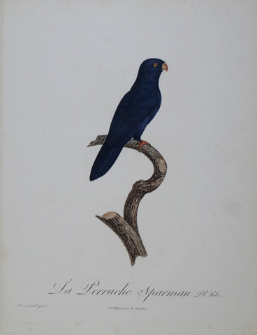 Jacques Barraband (1767-1809), La Perruche Sparman Pt 66
