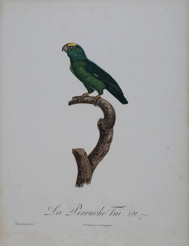 Jacques Barraband (1767-1809), La Perruche Tui Pt 70