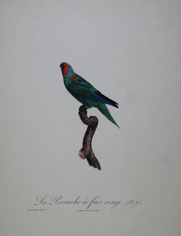 Jacques Barraband (1767-1809), La Perruche a face rouge Pt 63