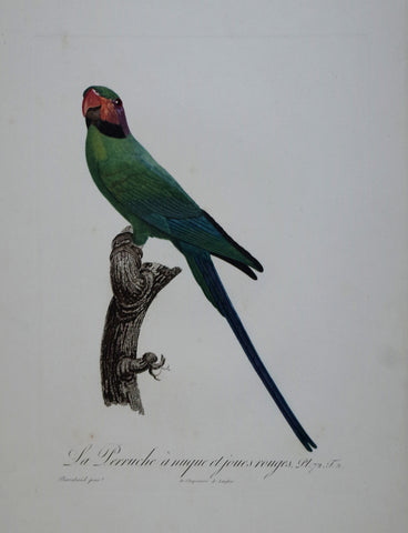 Jacques Barraband (1767-1809), La Perruche a nugue et joues rouges Pt 72